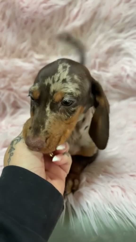 Teckel Miniatura perros en venta: Hembra teckel arlequin chocolate  - Video 1