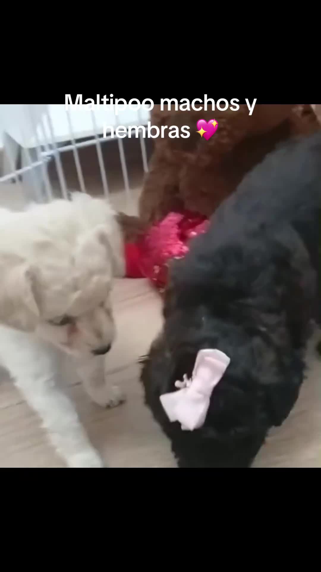 Maltipoo perros en venta: Maltipoo machos y hembras  - Video 1