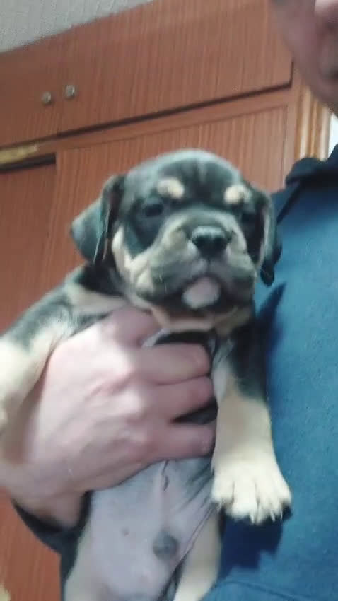 American Bully perros en venta: American Bully  - Video 2