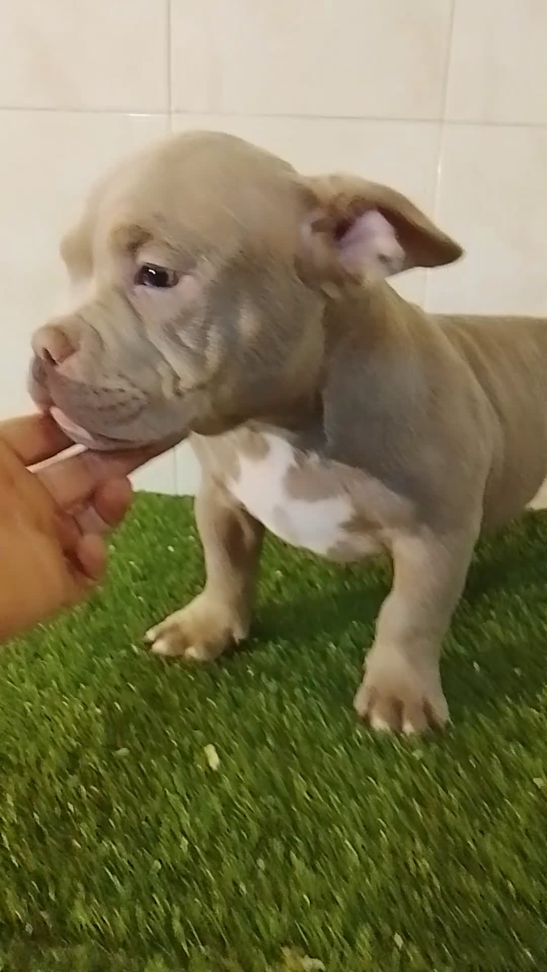 American Bully perros en venta: American bully exotic  - Video 1