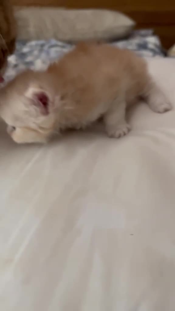 Persa gatos en venta: Disponible gatitos persa  - Video 3