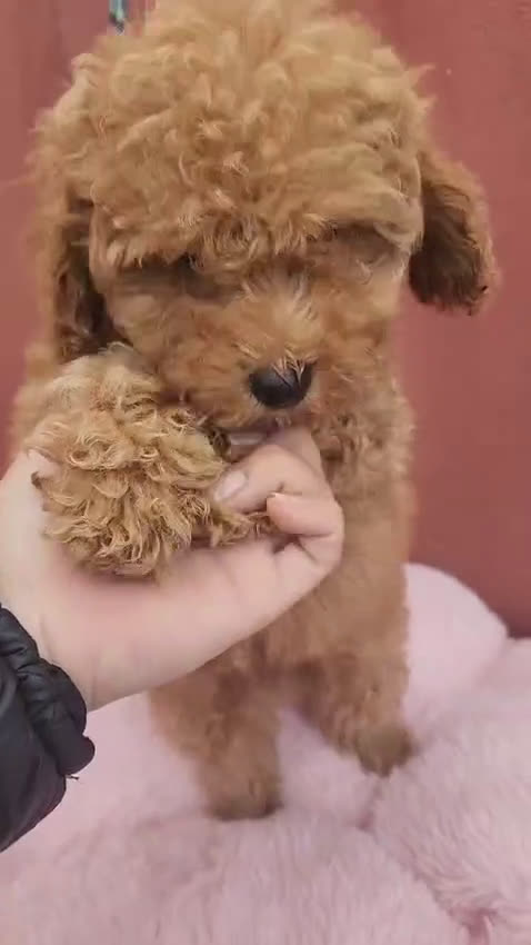 Caniche Toy perros en venta: Caniche precio real  - Video 2