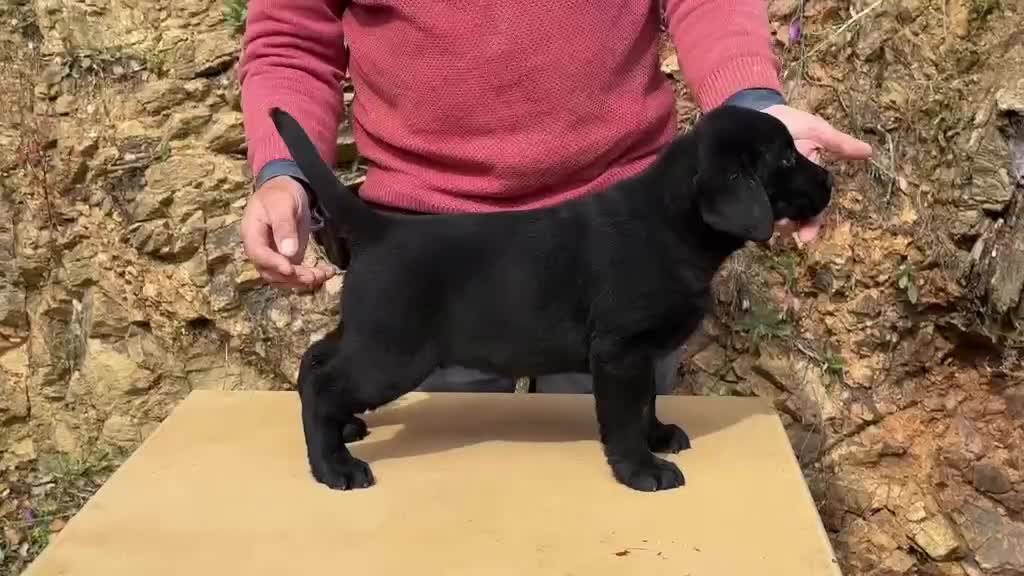 Labrador Retriever perros en venta: CACHORRA NEGRA LABRADOR RETRIEVER - Video 2