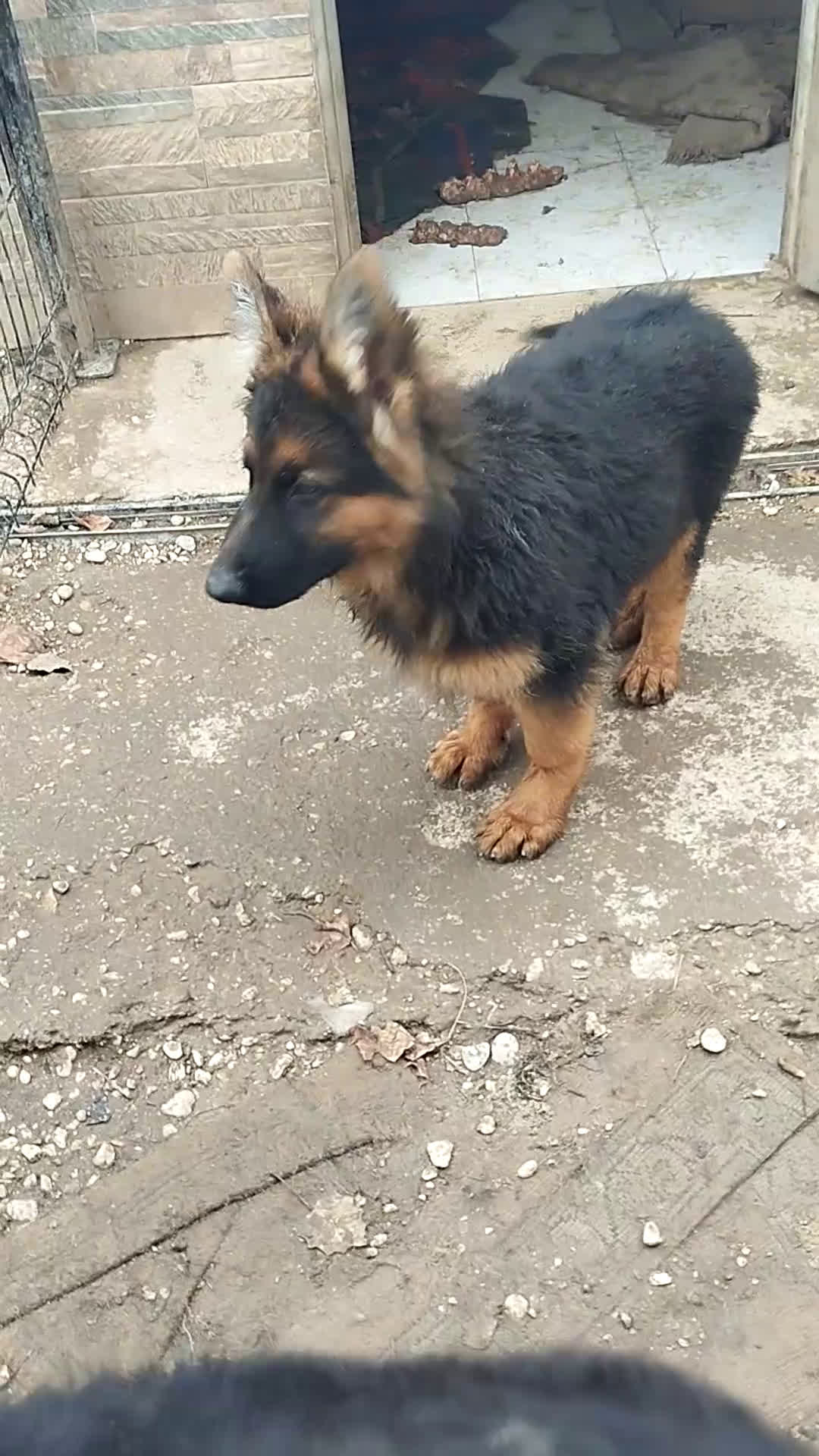 Pastor Alemán perros en venta: Pastor alemán pelo largo  - Video 1