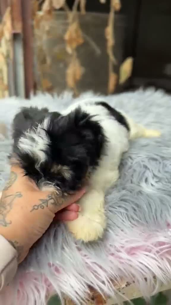 Biewer Yorkshire Terrier a la Pom Pon perros en venta: ÚLTIMO YORKIE BEWER DISPONIBLE - Video 1