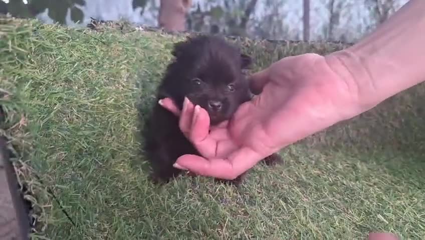Pomerania perros en venta: Pomeranias - Video 5