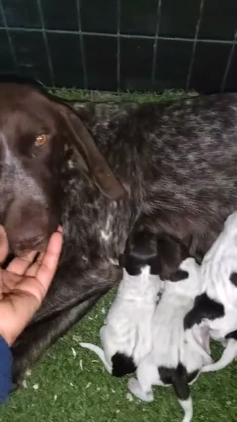 Braco Alemán de Pelo Corto perros en venta: Braco Alemán  - Video 2