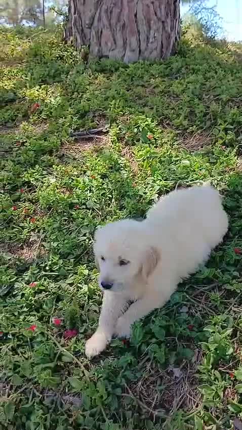 Golden Retriever perros en venta: GOLDEN RETRIEVER  - Video 3