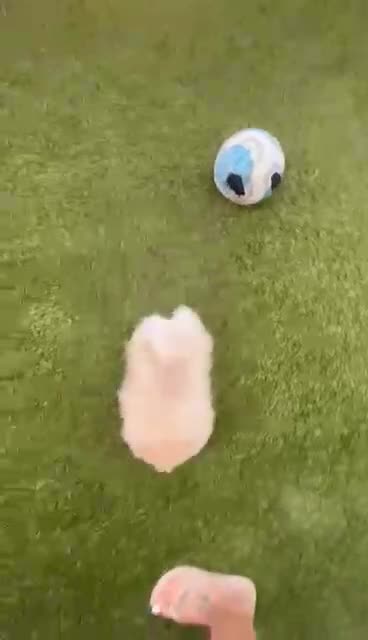 Pomerania perros en venta: Pomerania Toy hembra  - Video 3