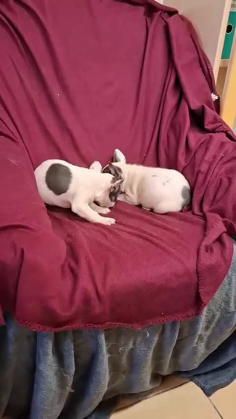 Bulldog Francés perros en venta: Bulldog francés  - Video 2