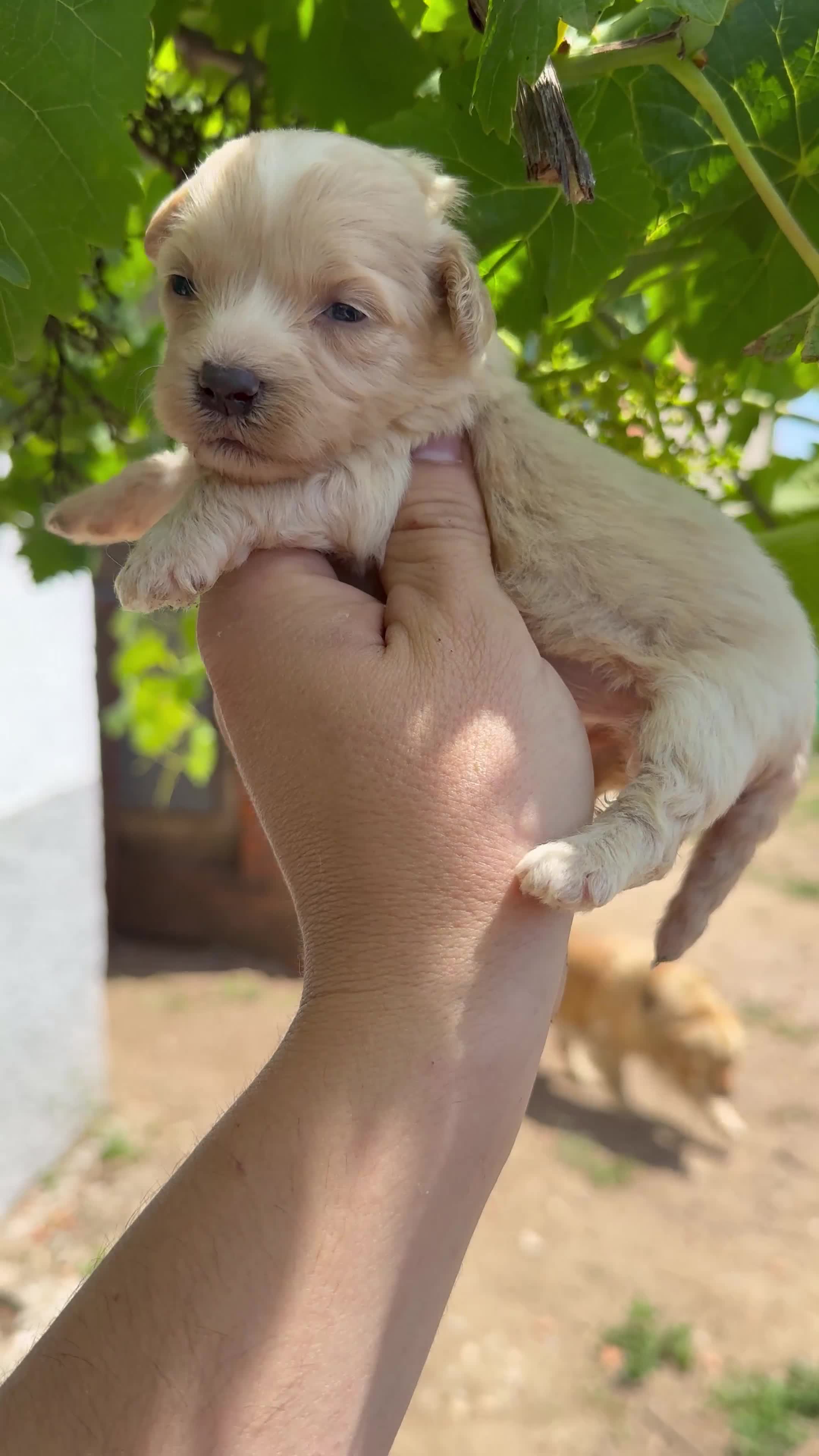 Maltipoo perros en venta: Maltipoo - Video 2