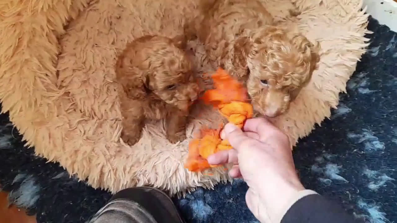 Caniche Enano perros en venta: Cachorros de Caniche Enano Leonado - Video 2