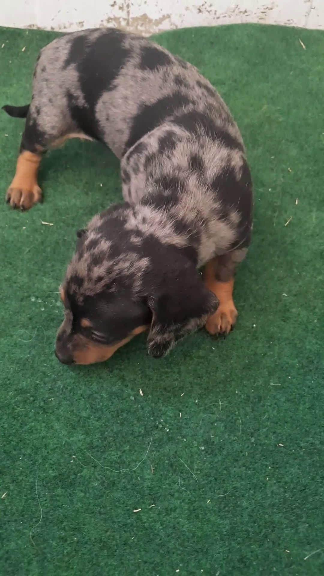 Teckel Miniatura perros en venta: Teckel de pelo corto  - Video 1