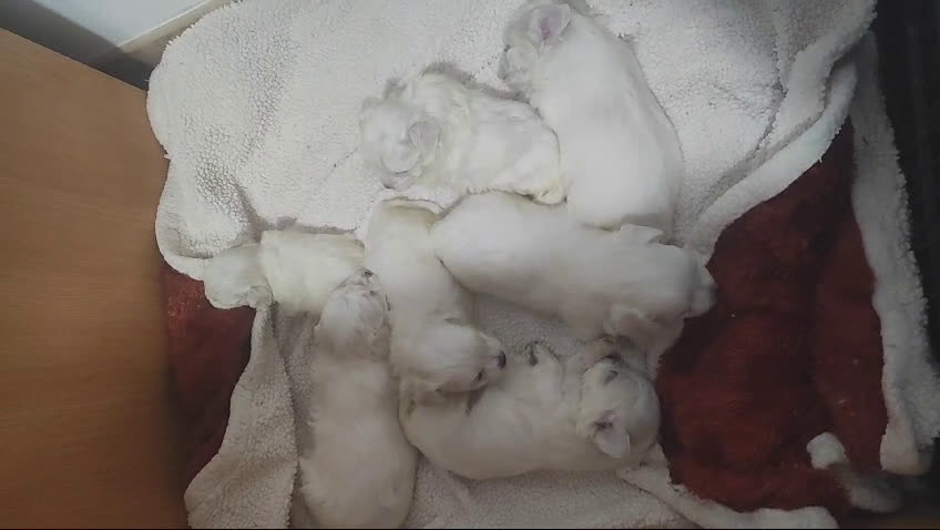 Bichón Maltés perros en venta: Preciosos Bichon maltes toy en Almería - Video 2
