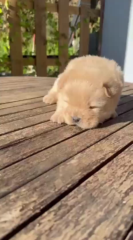 Chow Chow perros en venta: Chow chow Macho crema disponible peludito - Video 1