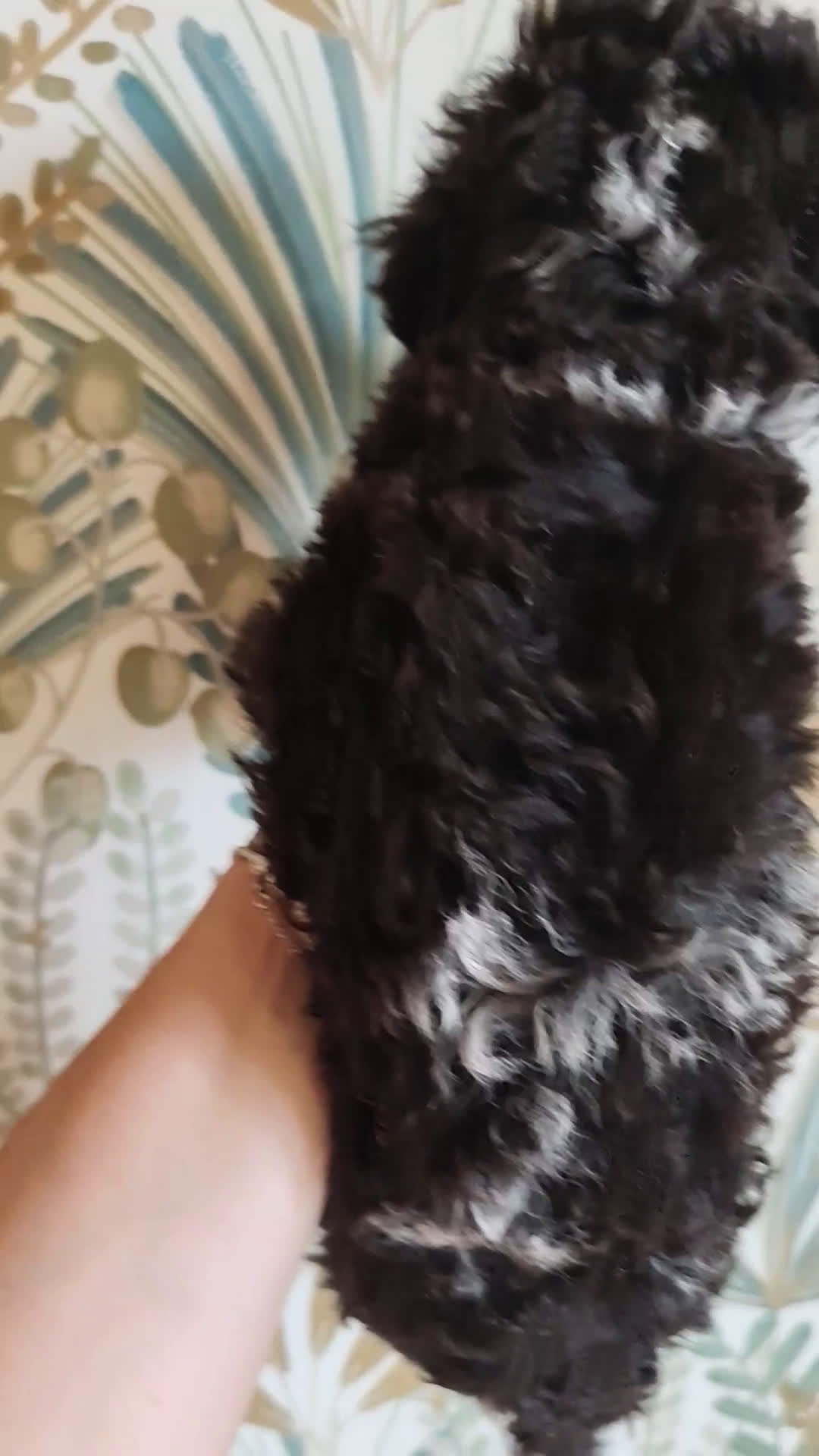 Perro de Agua Español perros en venta: Espectacular perro de aguas - Video 1