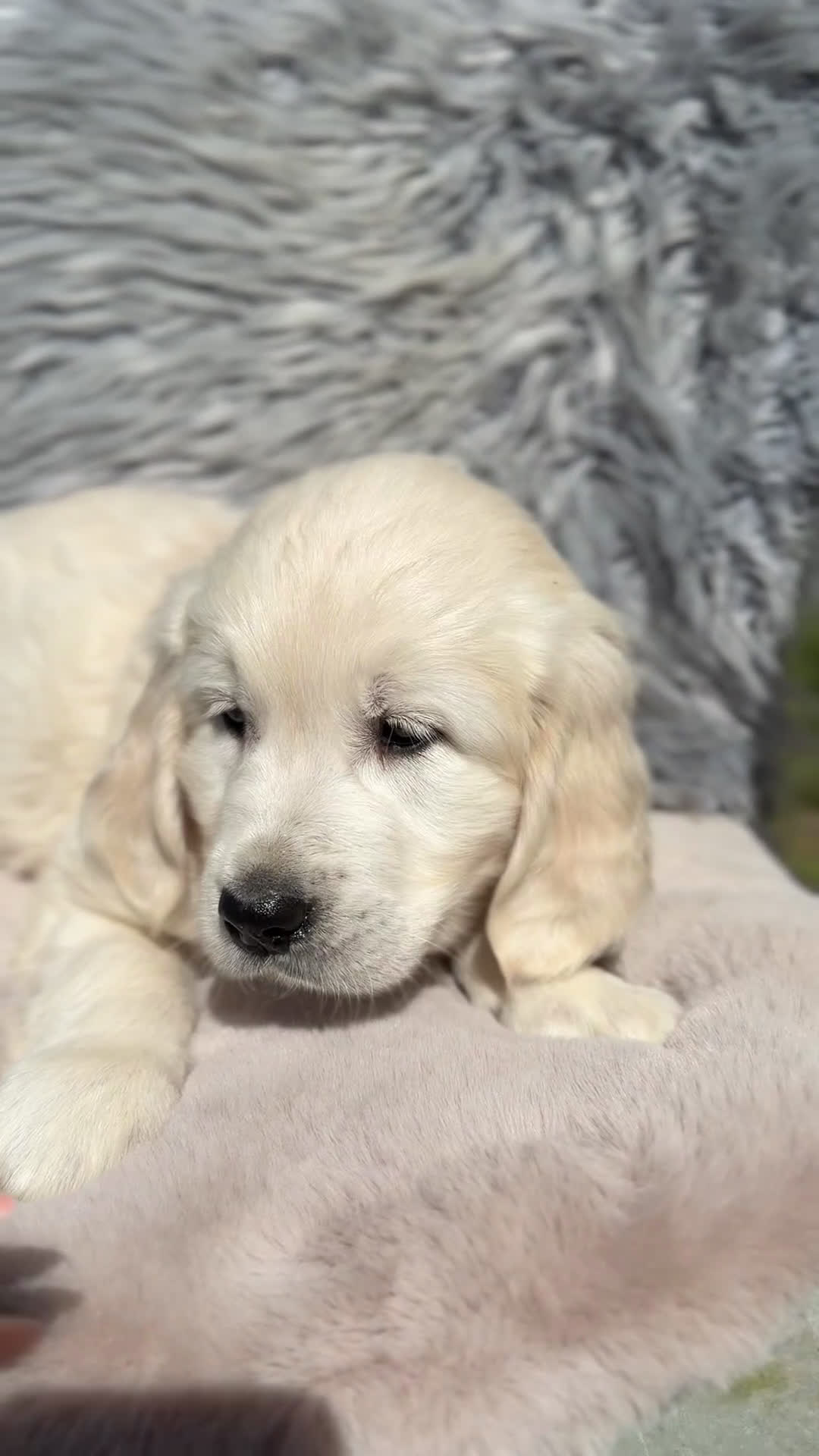 Golden Retriever perros en venta: Golden macho  - Video 1