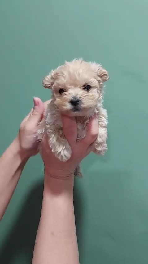 Maltipoo perros en venta: Machito de maltipoo miniatura  - Video 1