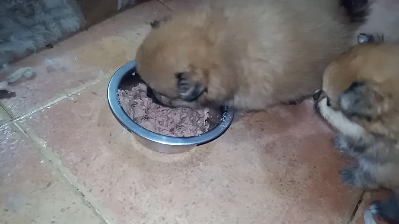 Pomerania perros en venta: Pomerania hembra  - Video 1