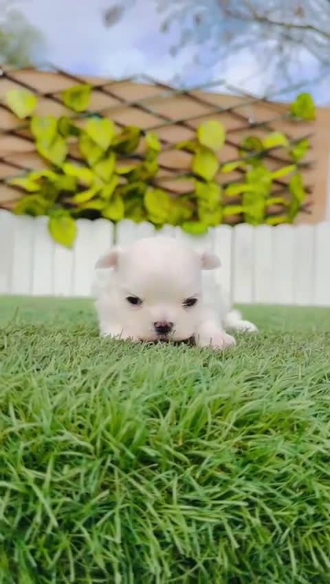 Bichón Maltés perros en venta: BICHON MALTES 100X100 COREANO - Video 1