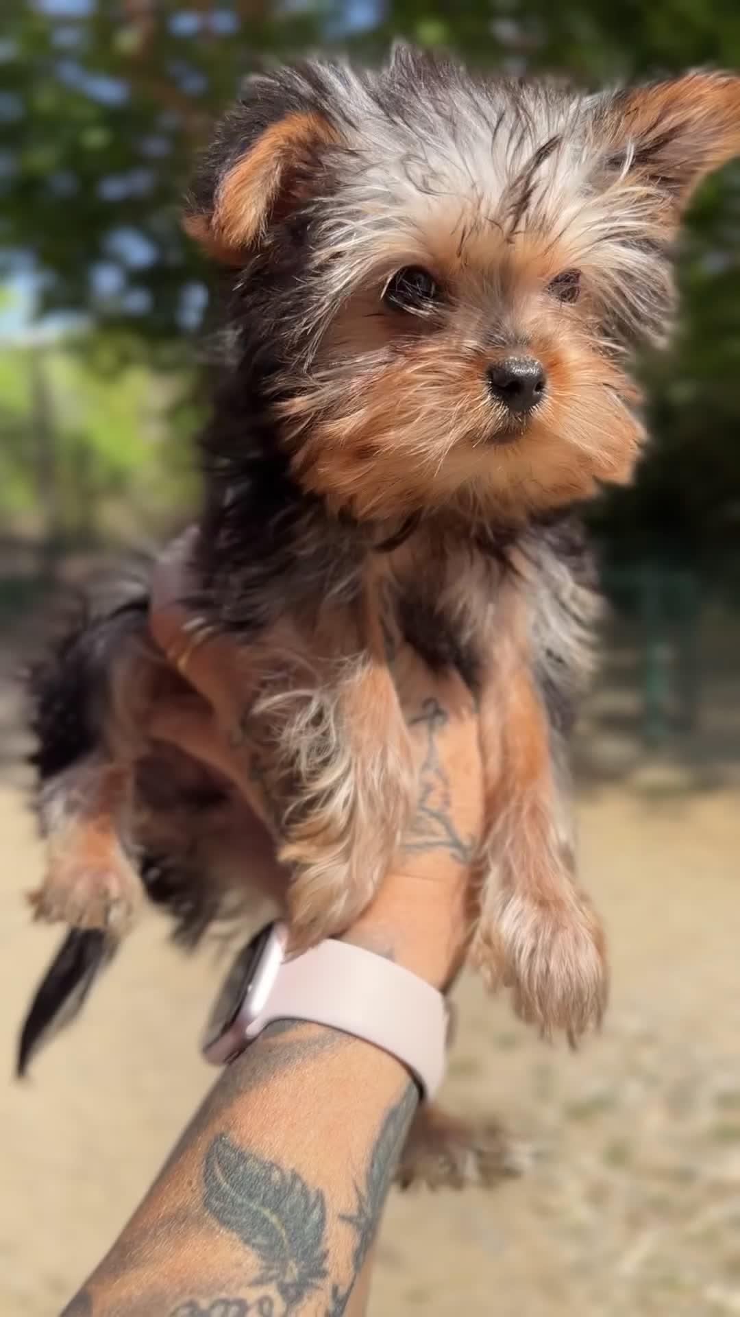 Yorkshire Terrier perros en venta: Yorkshire hembra Minitoy  - Video 1