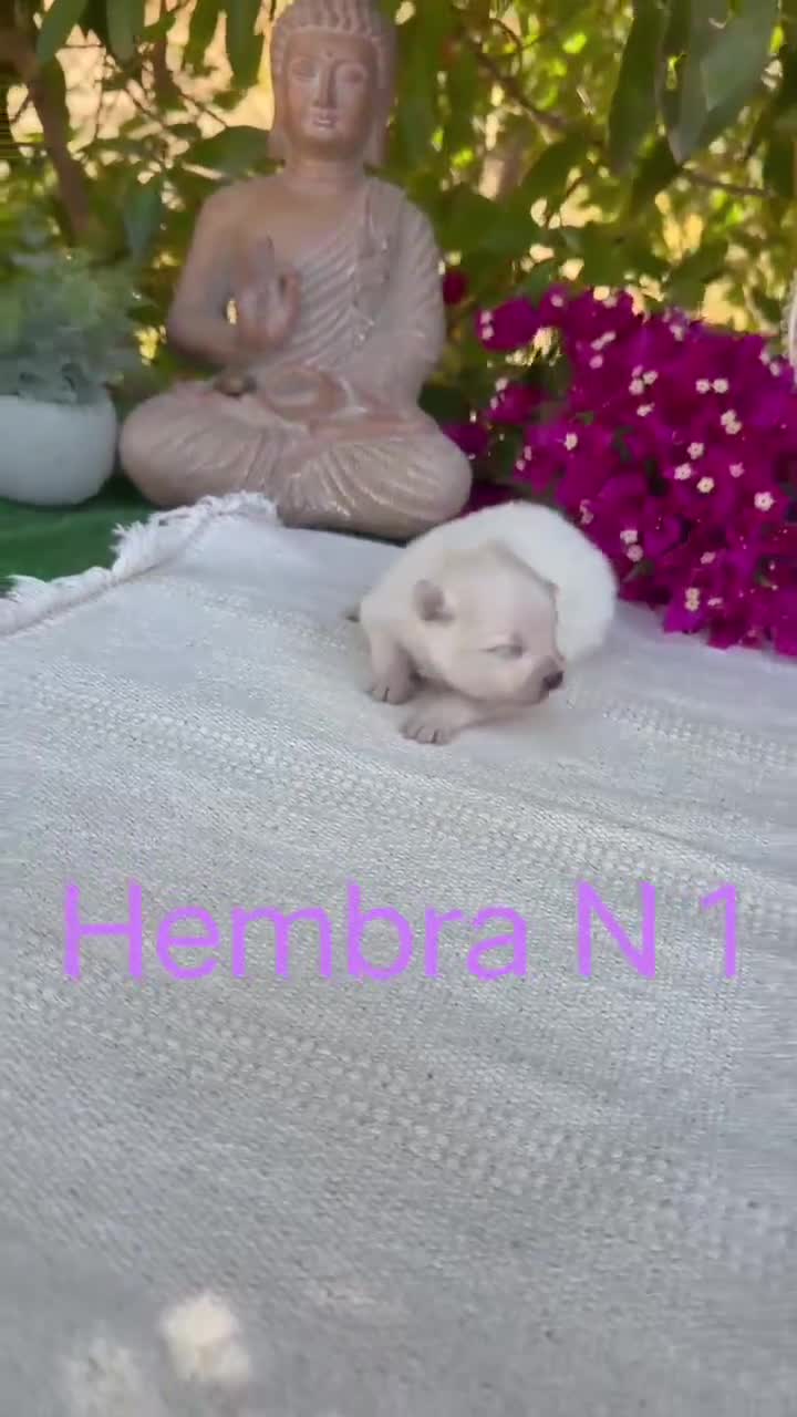 Pomerania perros en venta: Lulu de pomerania Toy blancos preciosos  - Video 3