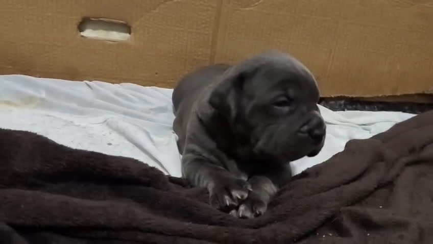 American Bully perros en venta: Bully xl  - Video 1