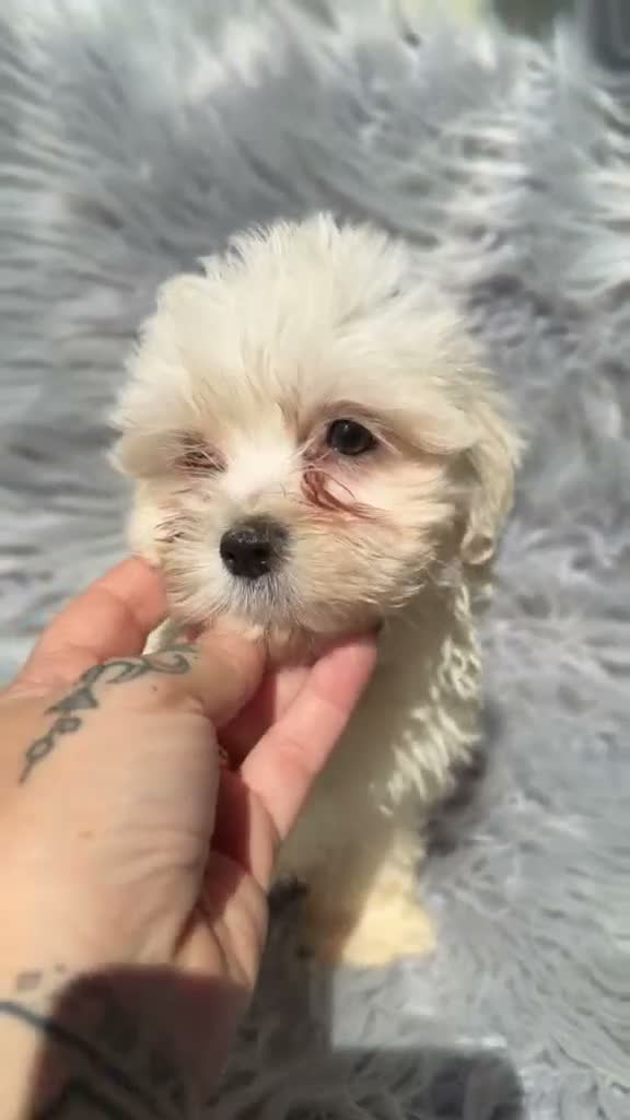Bichón Maltés perros en venta: Precioso bichon maltés🐾 - Video 1