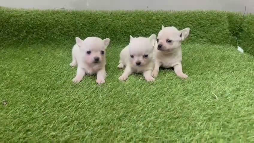 Chihuahua perros en venta: Espectaculares chihuahuas toy en Barcelona - Video 1