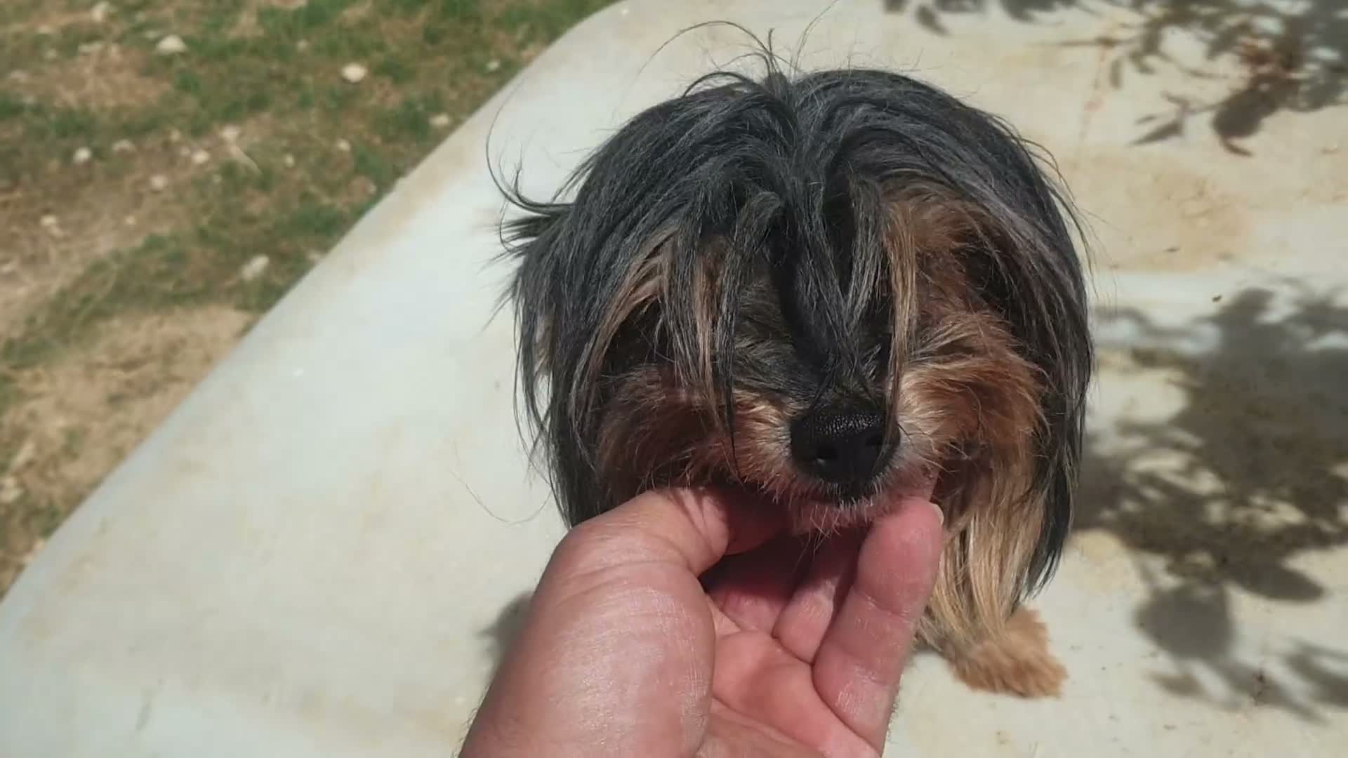 Biewer Yorkshire Terrier a la Pom Pon perros en venta: Biewer yorkshire y golden adultos con pedigree - Video 3