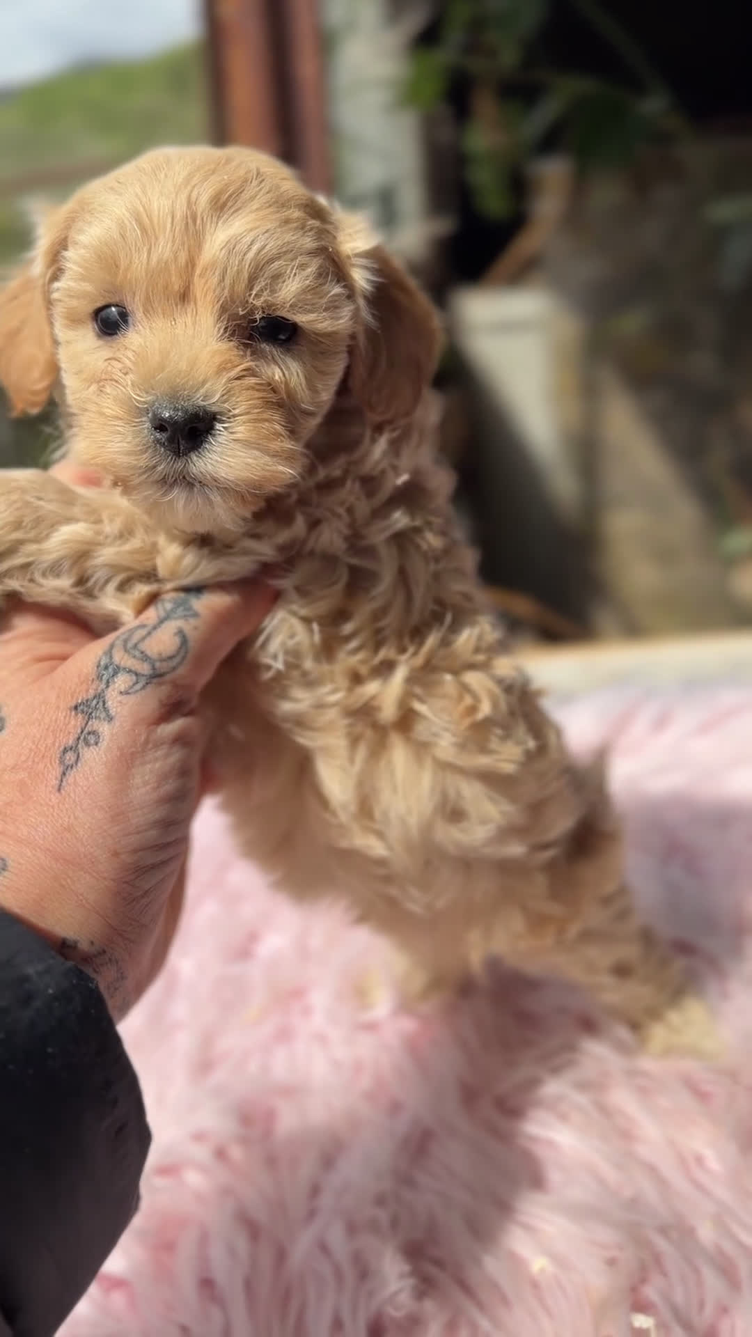Maltipoo perros en venta: Maltipoo Toy Apricot  - Video 1