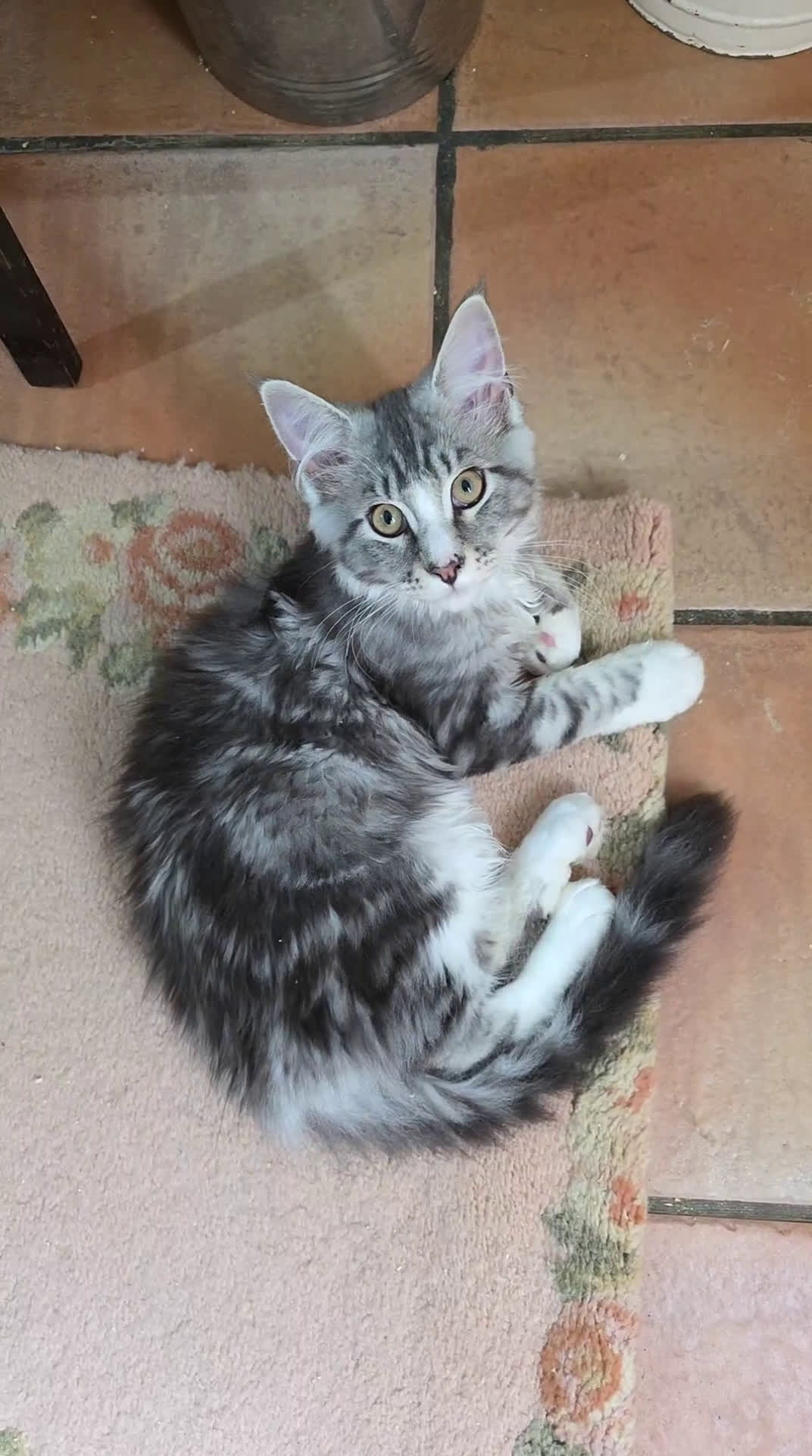 Maine Coon gatos en venta: A. MAINE COON  en León - Video 4