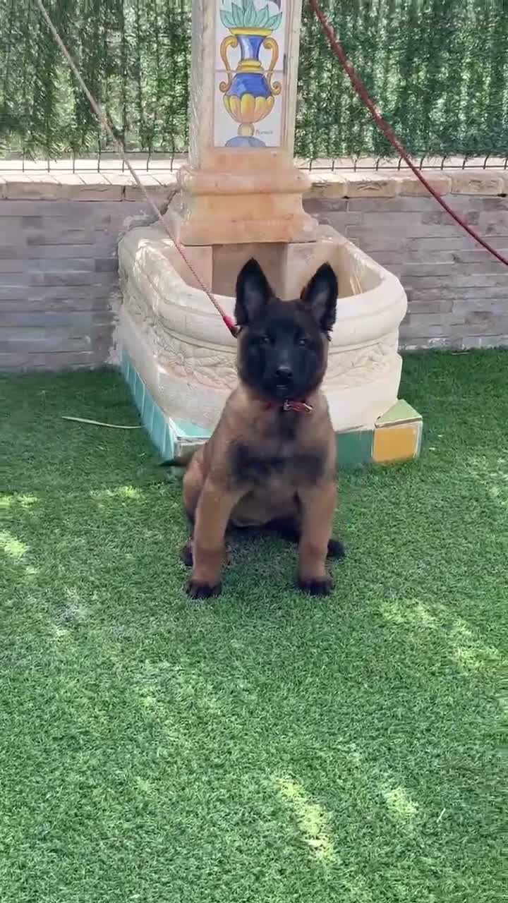 Pastor Belga Malinois perros en venta: Cachorra malinois máxima calidad  - Video 1