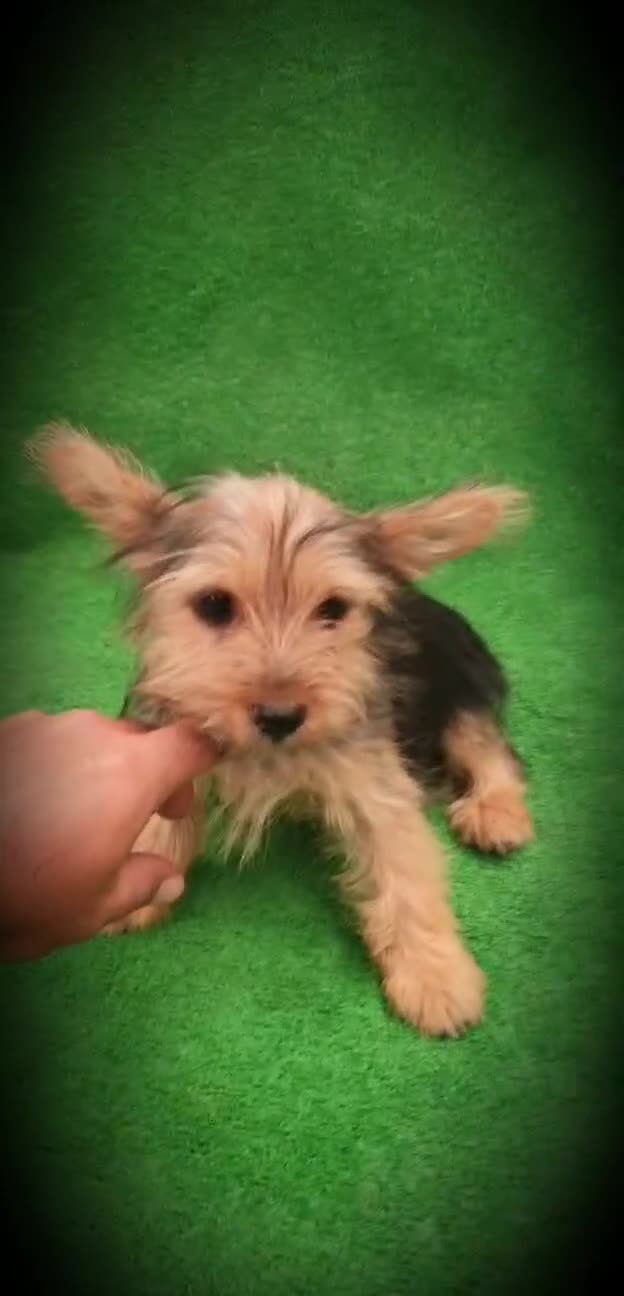 Yorkshire Terrier perros en adopcion: Se dan en adopción dos Yorkshire  - Video 1