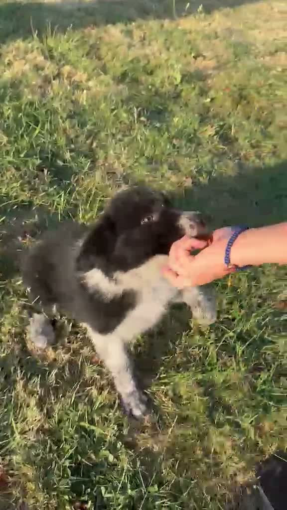 Border Collie perros en venta: Cachorros de Border Collie - Video 4