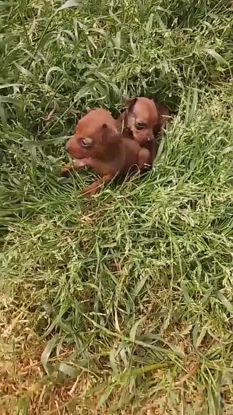 Pinscher Miniatura perros en venta: Mini pinche hembra y macho  - Video 1