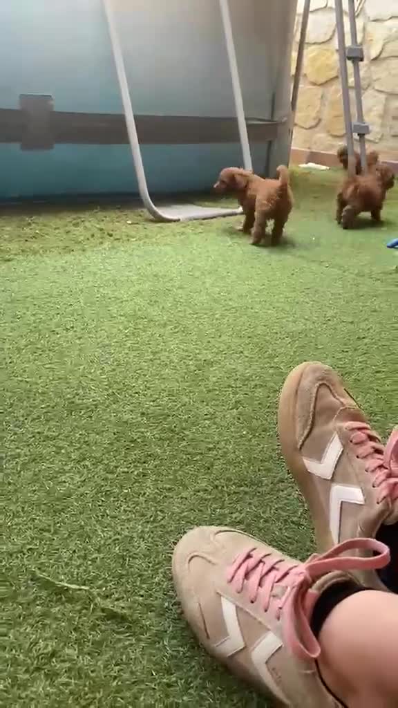 Caniche Toy perros en venta: MACHITO ❤️ rojo en Álava - Video 1