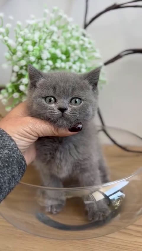 Británico de Pelo Corto gatos en venta: British shorthair  - Video 1