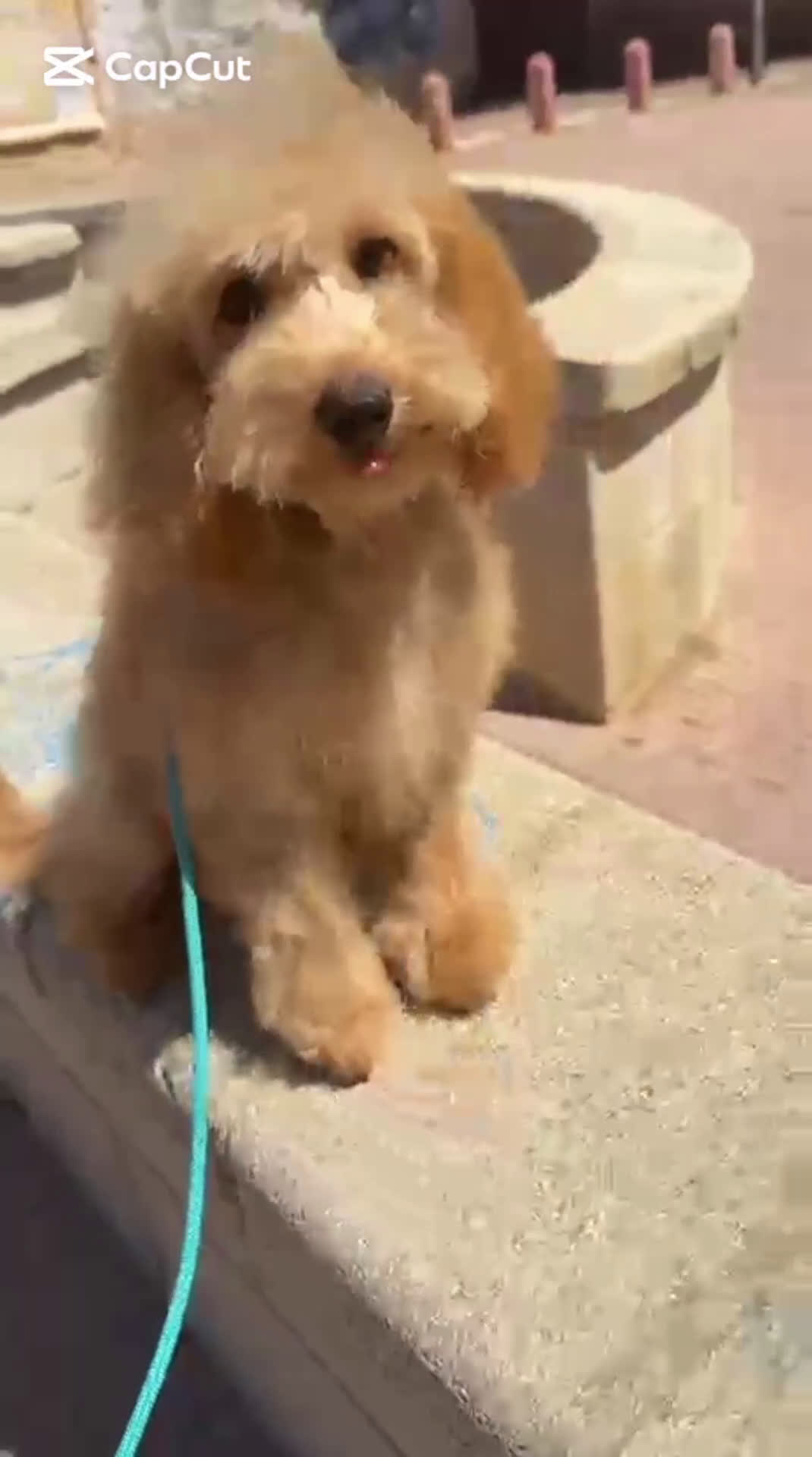 Caniche Toy perros en venta: MACHO APRICOT 4 MESES - Video 1