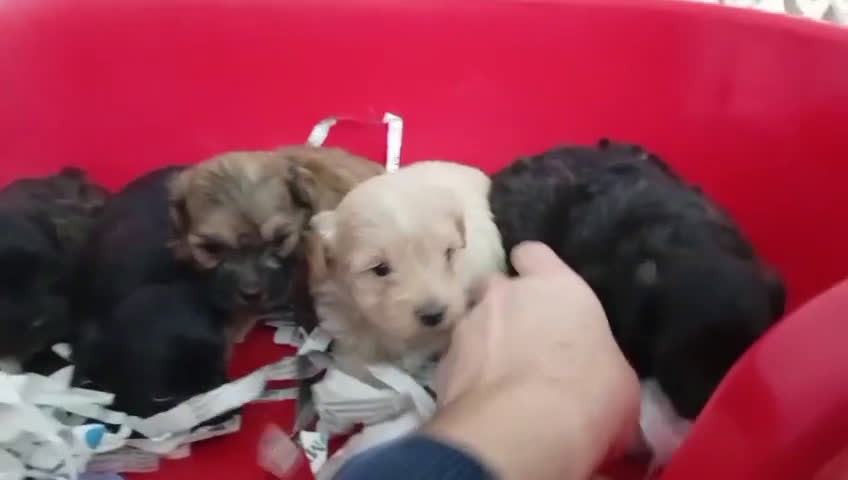Maltipoo perros en venta: Maltipoo - Video 1