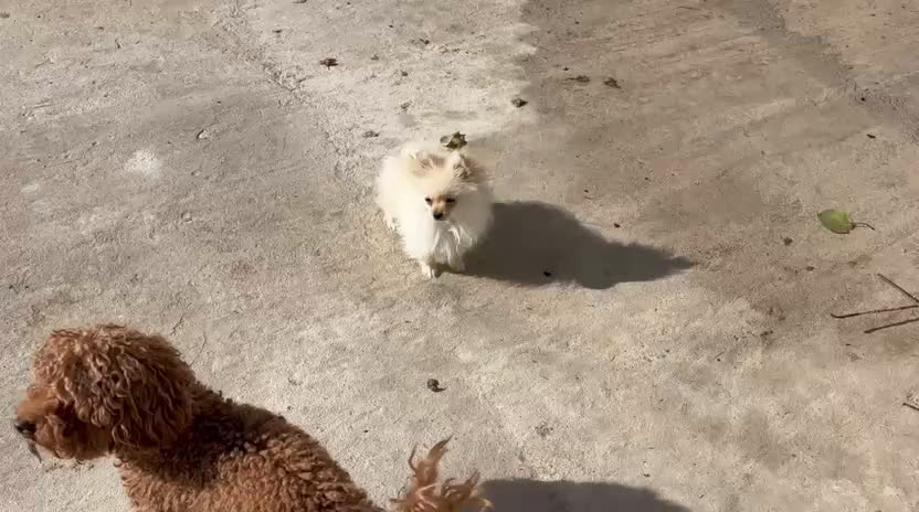 Yorkshire Terrier perros en venta: milcachorros.es disponemos casi todas las razas  - Video 5