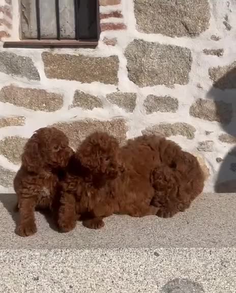 Caniche Toy perros en venta: CANICHE TOY ROJO PIMENTÓN - Video 1