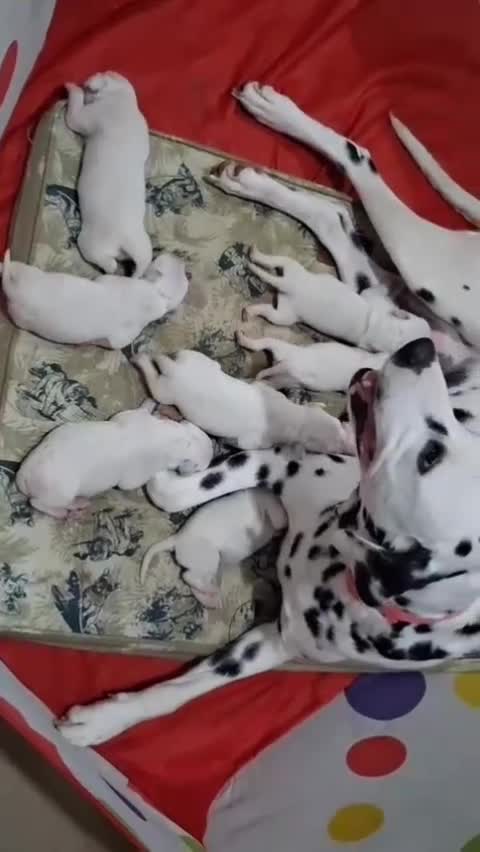 Dálmata perros en venta: Camada de dálmata machos y hembras  - Video 1