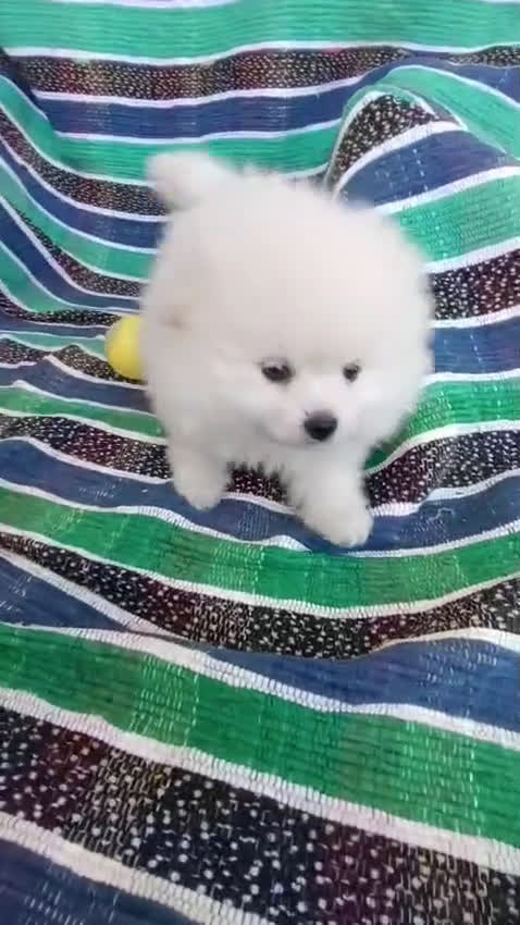 Pomerania perros en venta: BONITA HEMBRITA POMERANIA - Video 1