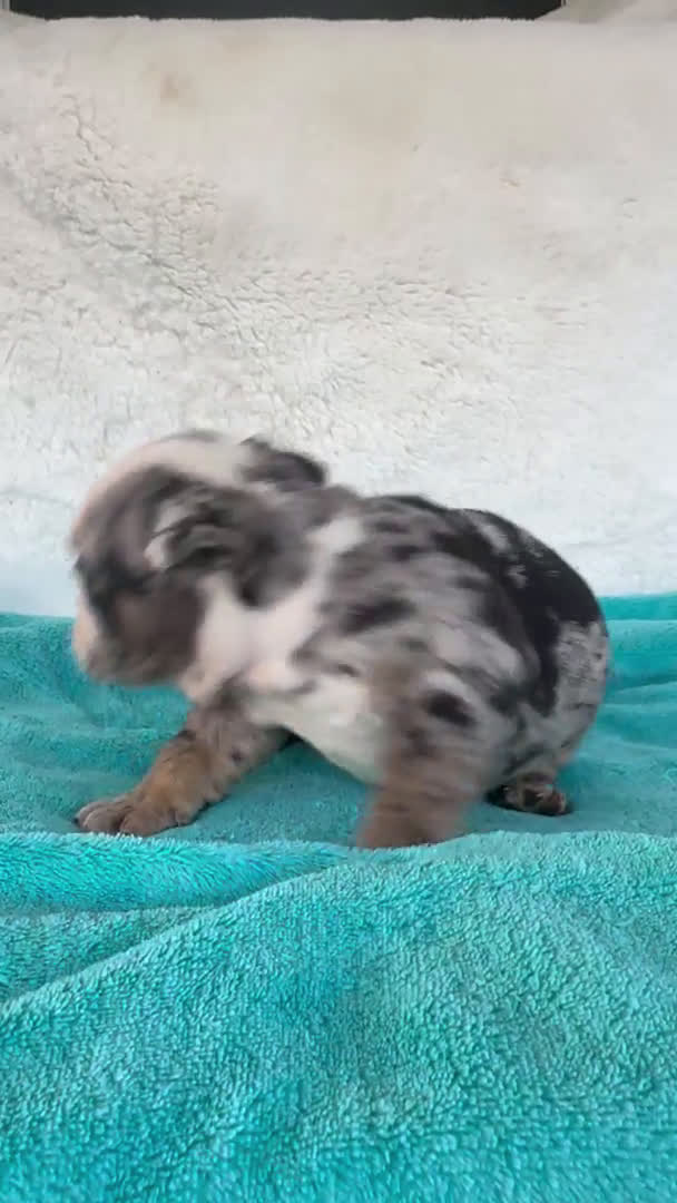 American Bully perros en venta: American bully en Illes Balears - Video 2