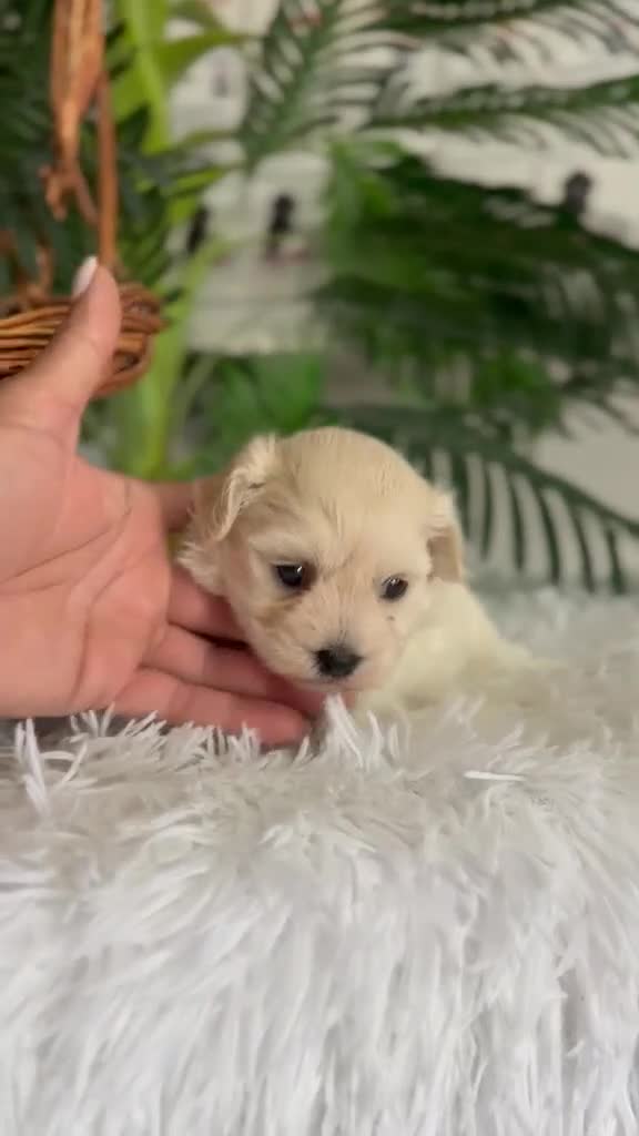 Maltipoo perros en venta: MALTIPOO HEMBRA - Video 2