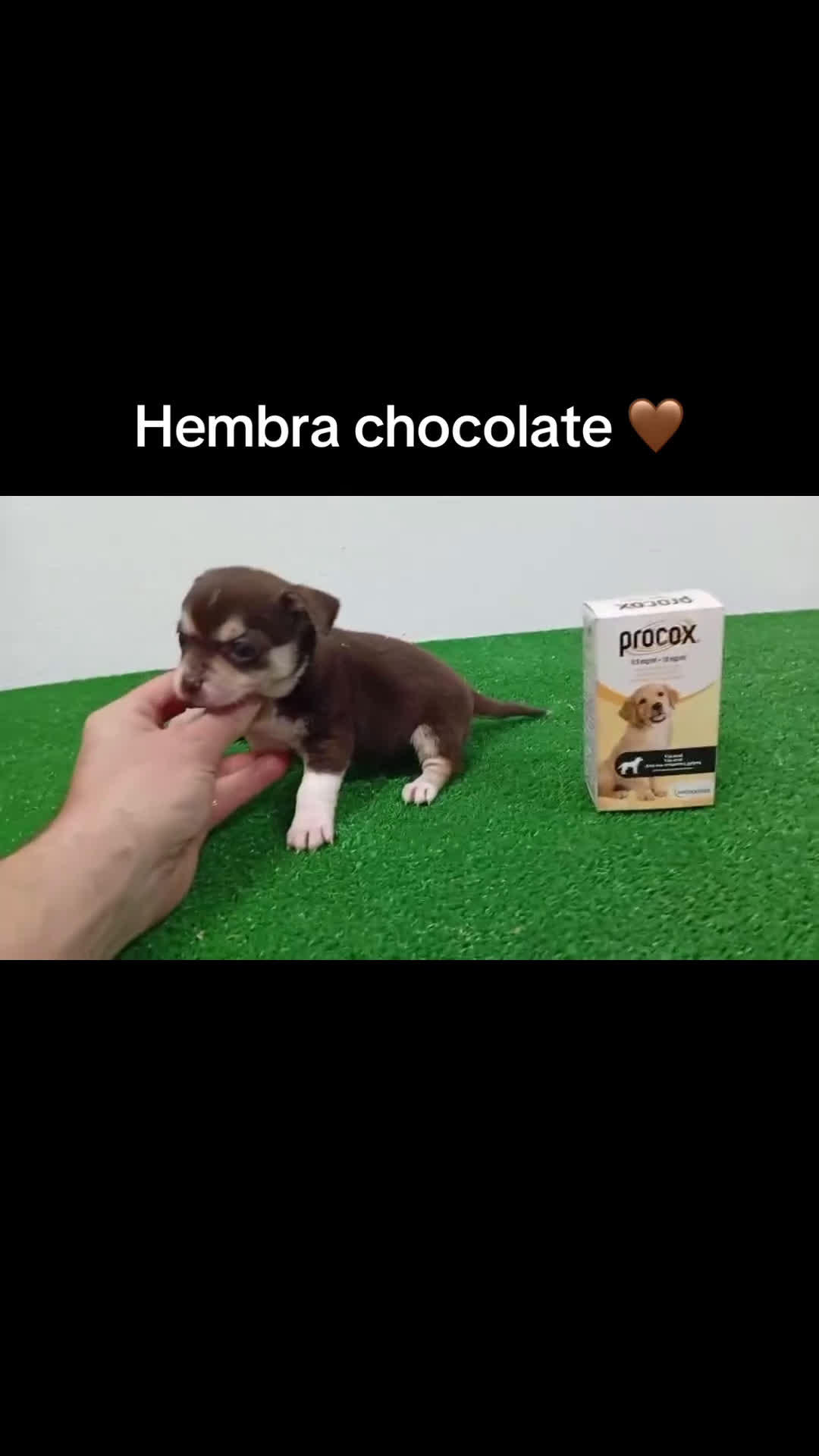 Chihuahua perros en venta: Cuihuhuas mini  - Video 3