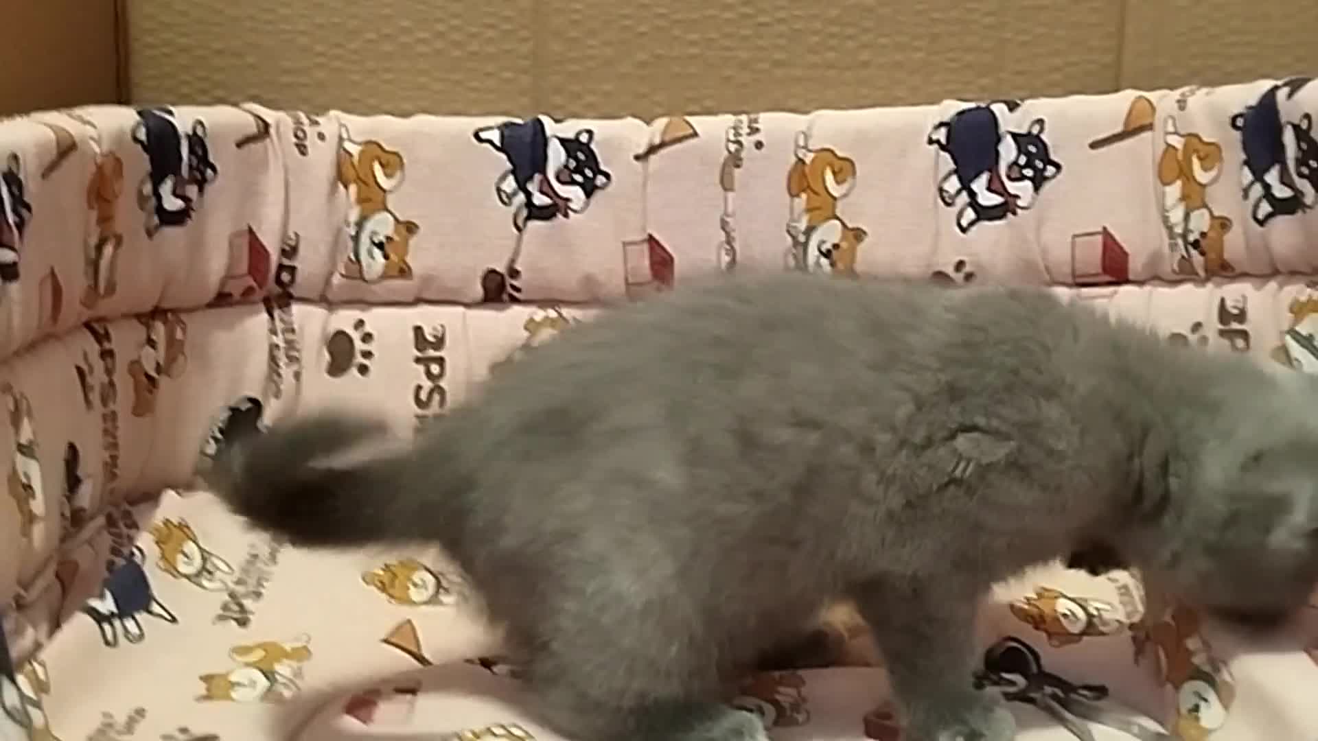 Británico de Pelo Corto gatos en venta: British Shorthair bicolor , última hembra - Video 1