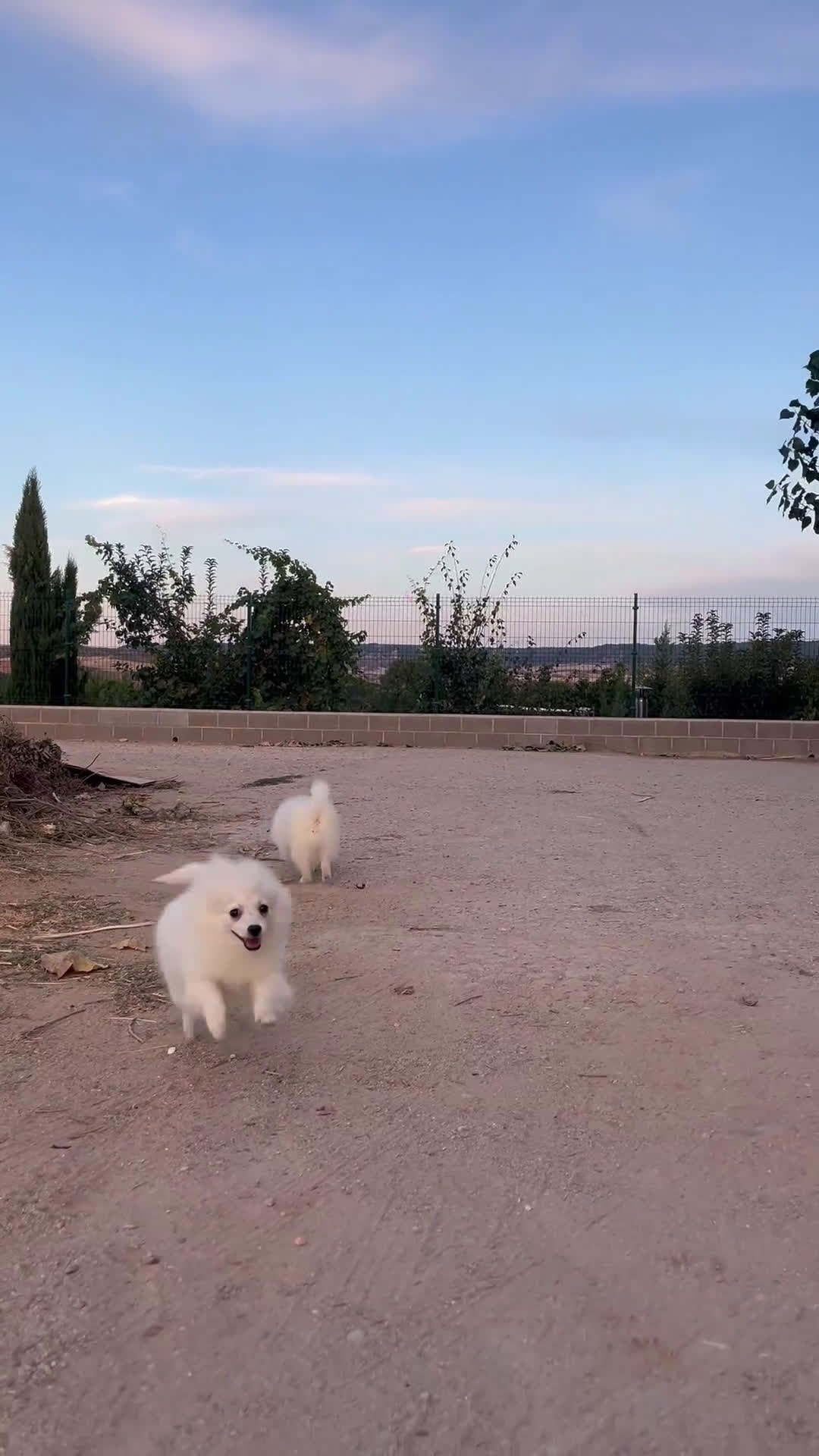 Pomerania perros en venta: Último Pomerania macho disponible!  - Video 1