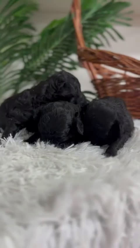 Caniche Toy perros en venta: CANICHE TOY - Video 1